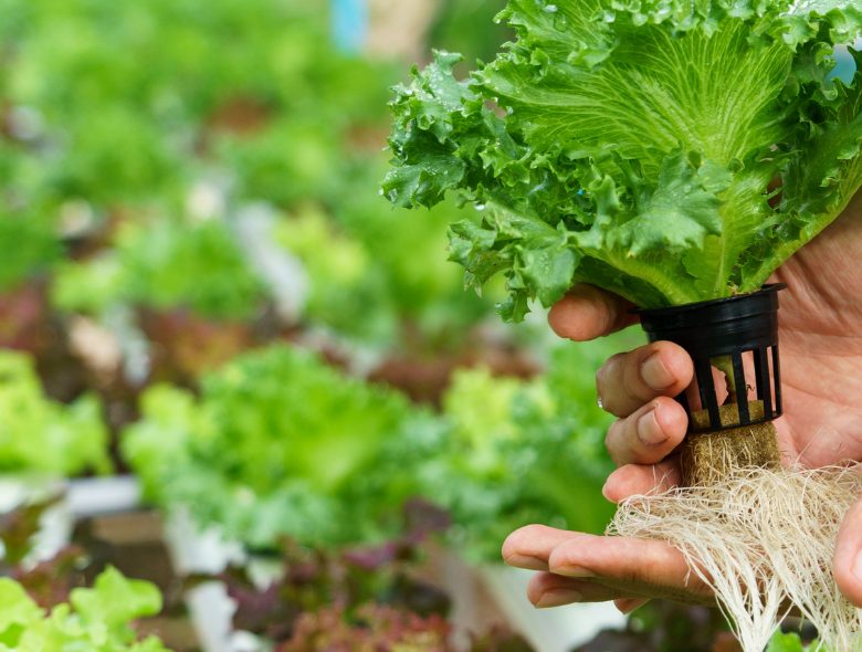Close view of a lettuce plant held in a net pot