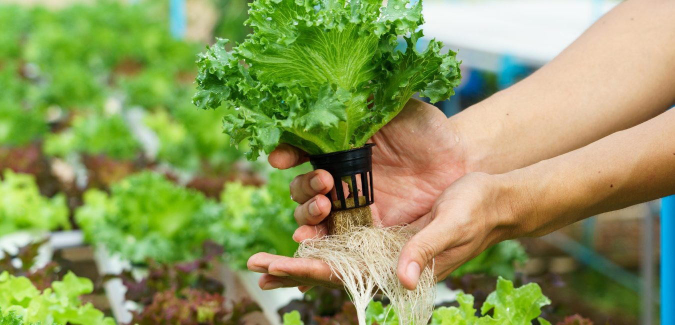 Hands lifting a lettuce plant from a net pot, roots hanging below