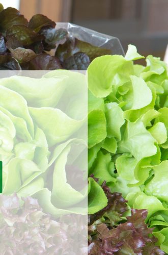 Green and red lettuce