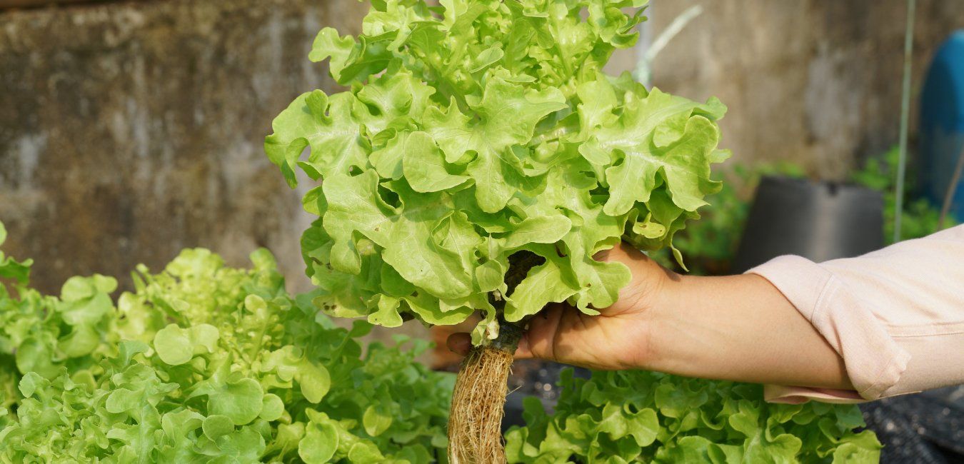 A hand holding a leafy lettuce plant with its roots, above a bed of lettuce