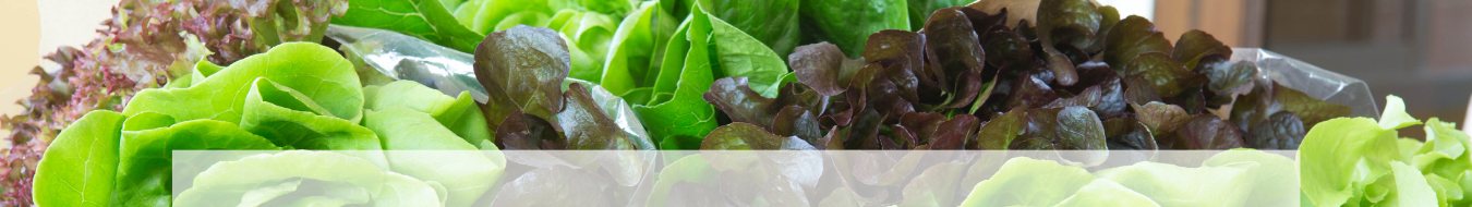 A dense bed of green and red lettuce