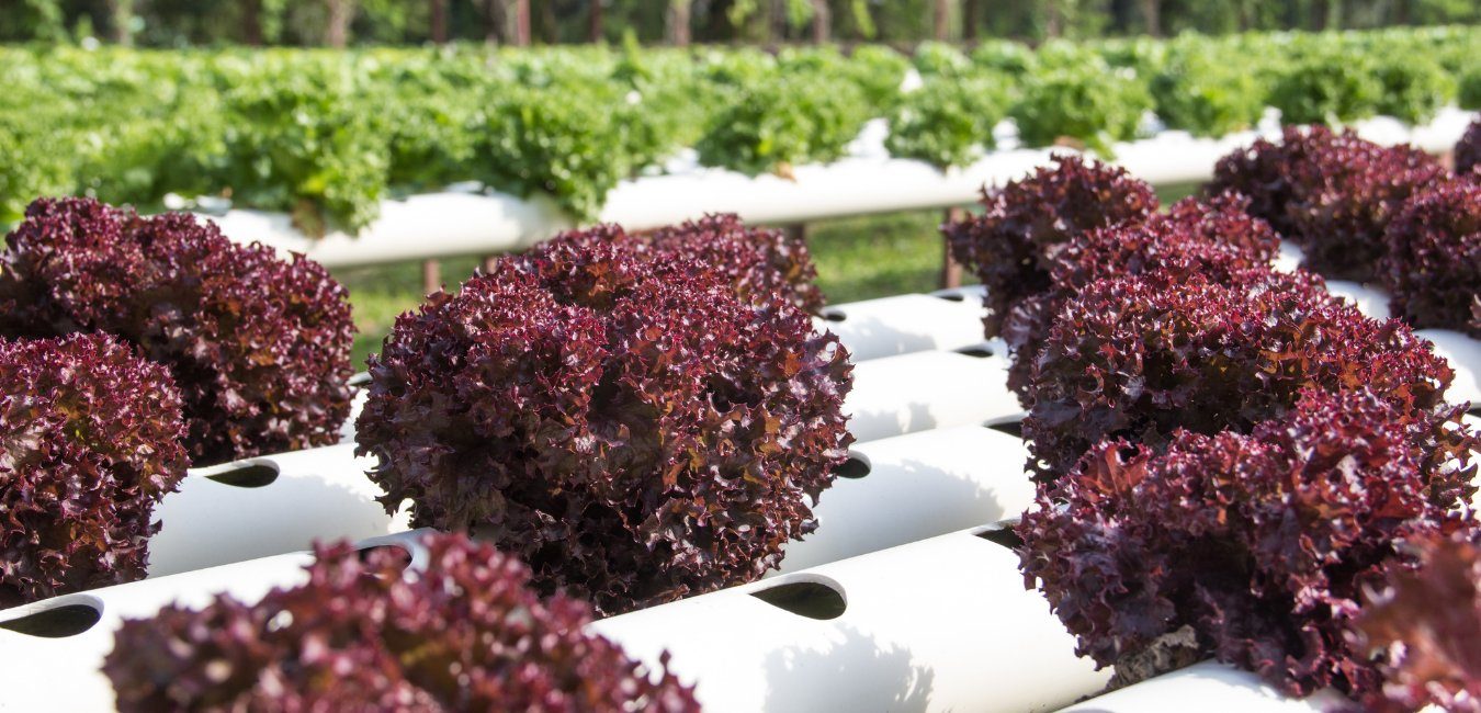 Red lettuce growing in white soilless channels