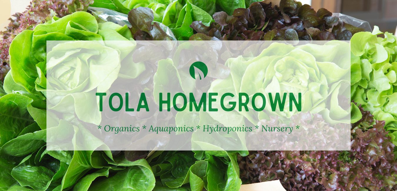 Tola Homegrown banner over a bed of green and red lettuce