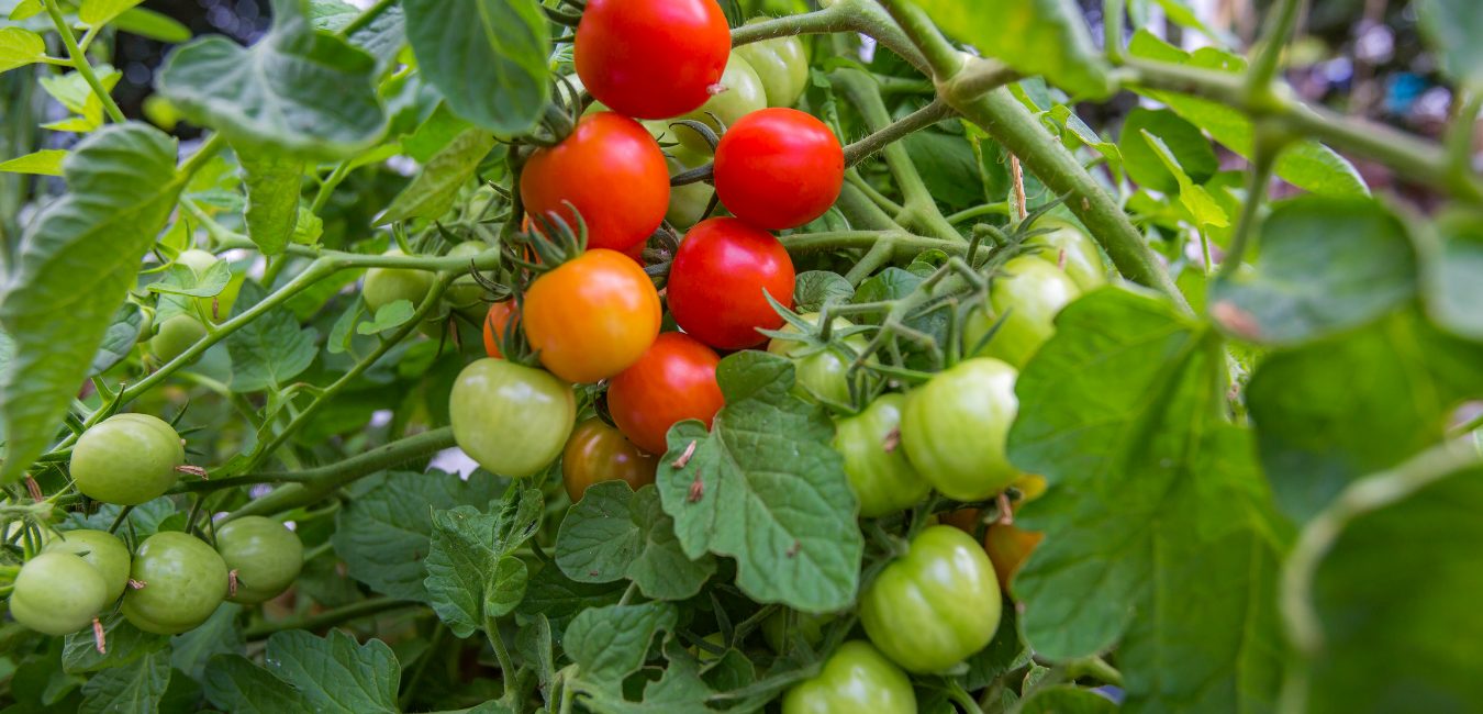 A tomato vine with green and ripening fruit